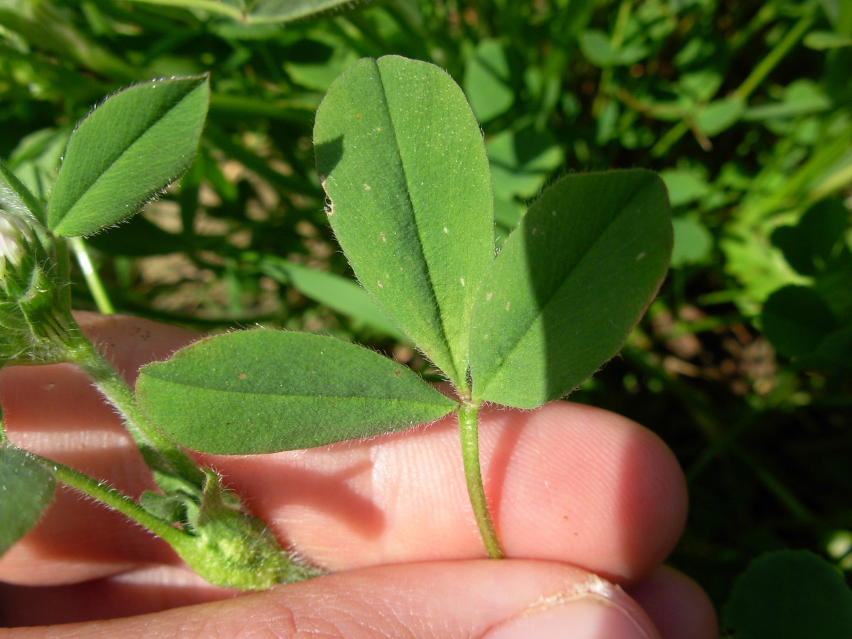 Trifolium squamosum L.